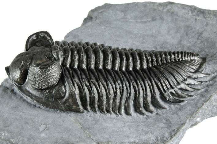 Bug-Eyed Coltraneia Trilobite Fossil - Top Quality Specimen #350852